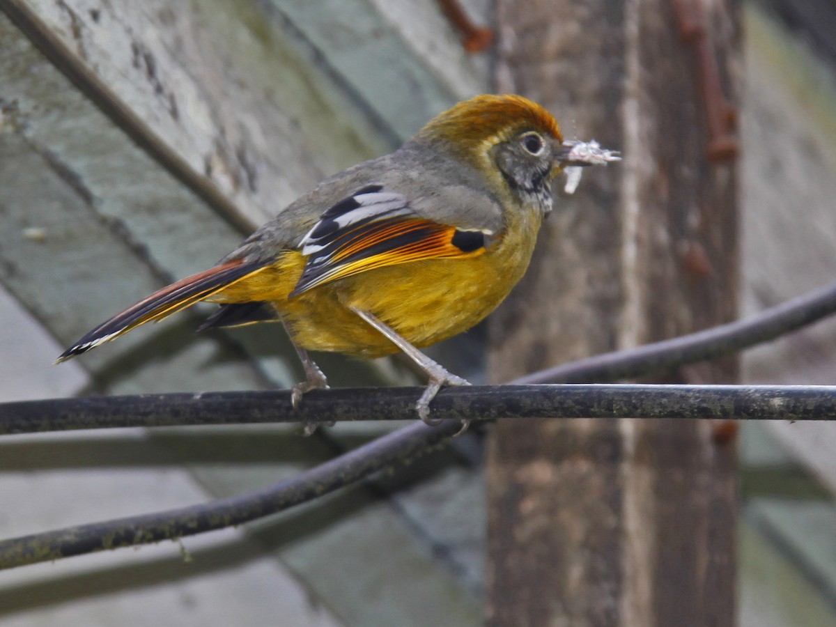 Chestnut-tailed Minla - ML643975903