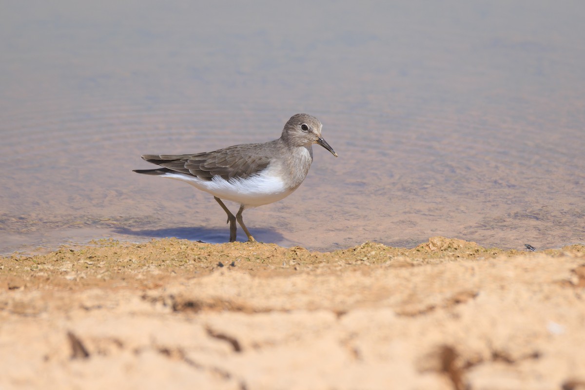 Temminck's Stint - ML643975904