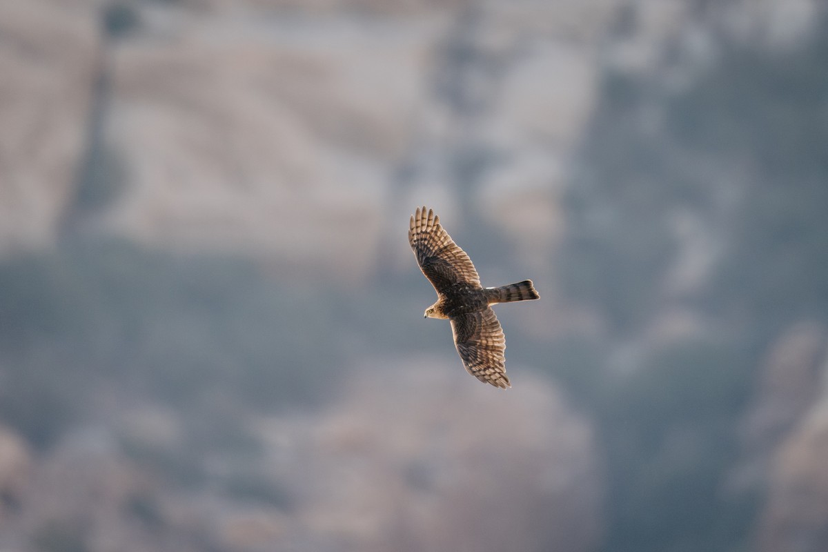 Eurasian Sparrowhawk - ML643975905