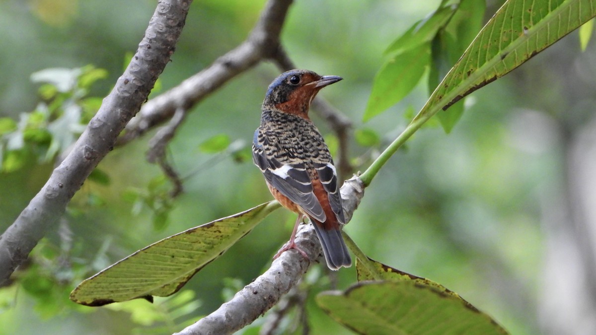 Ak Boğazlı Taşkızılı - ML643975906