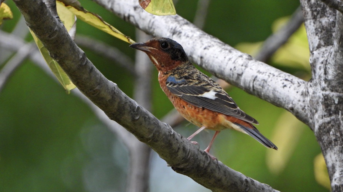 Ak Boğazlı Taşkızılı - ML643975907