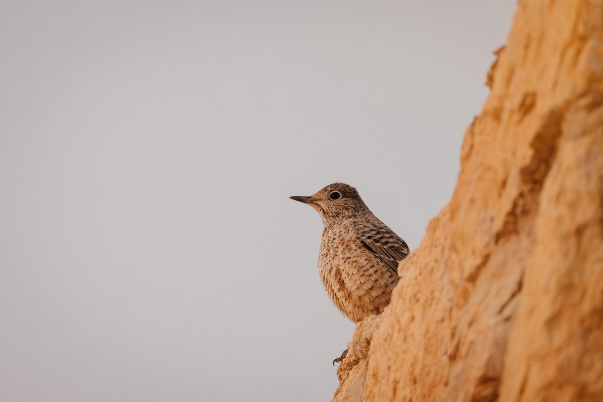 Blue Rock-Thrush - ML643975908