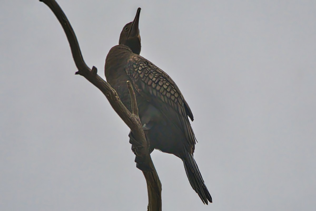 Little Black Cormorant - ML643975921