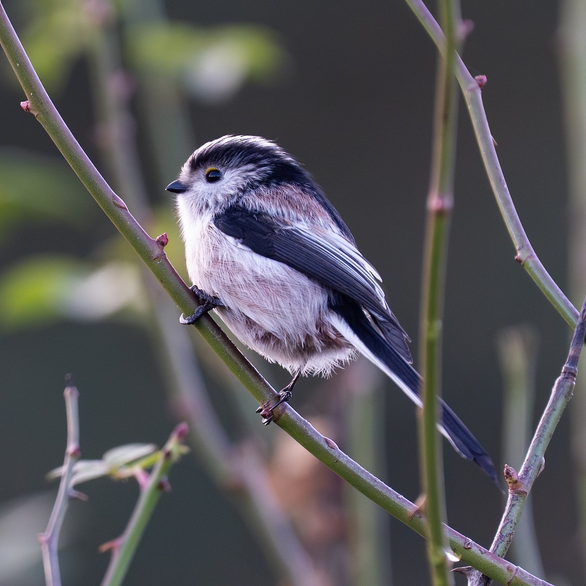 Сүүлт хөх бух - ML643975922