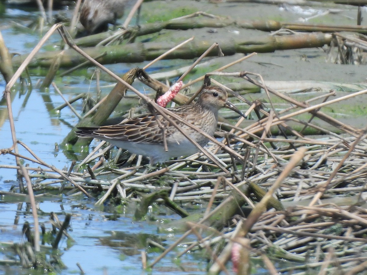 Pectoral Sandpiper - ML643975923