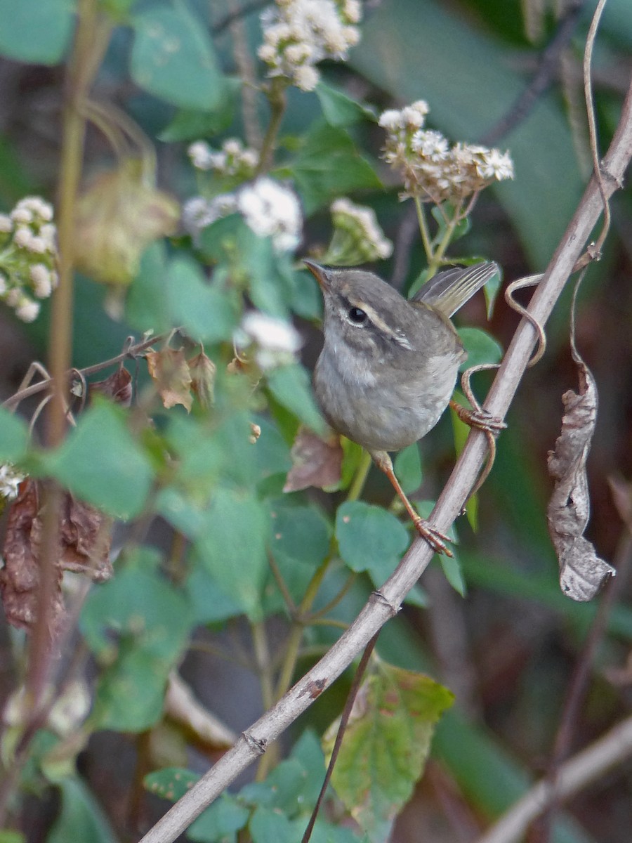 Radde's Warbler - ML643975926
