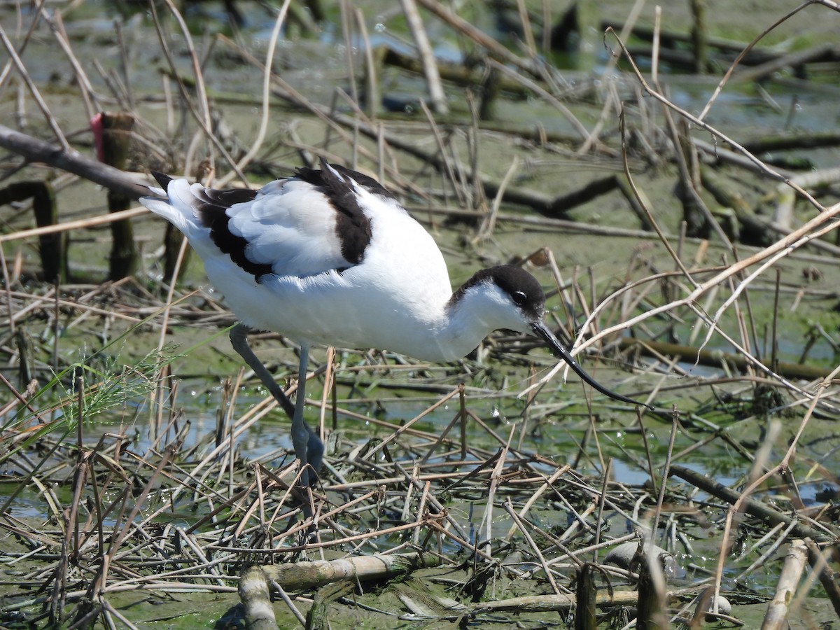 Pied Avocet - ML643975927