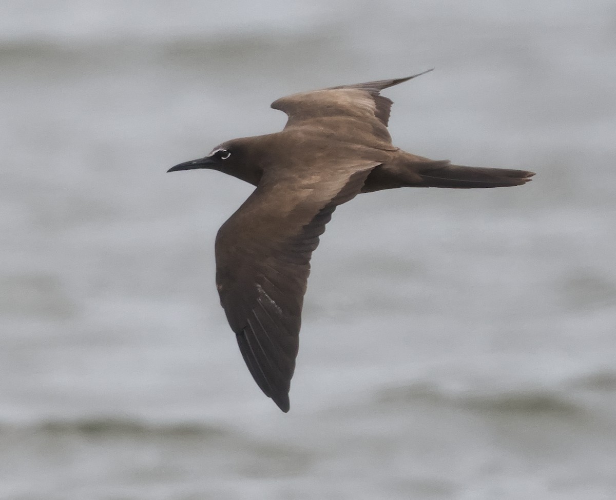 Brown Noddy - ML643975928