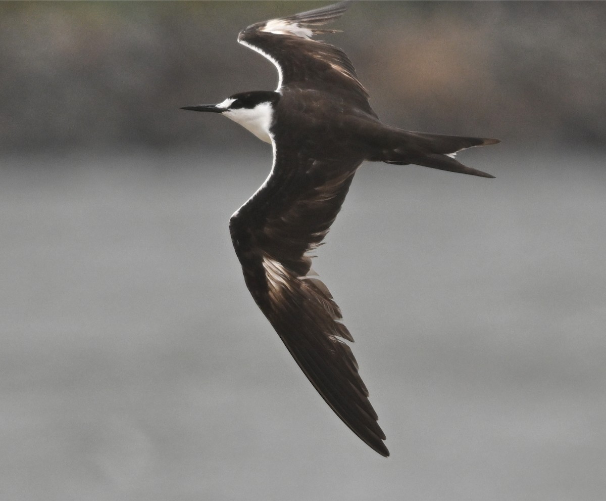Sooty Tern - ML643975931