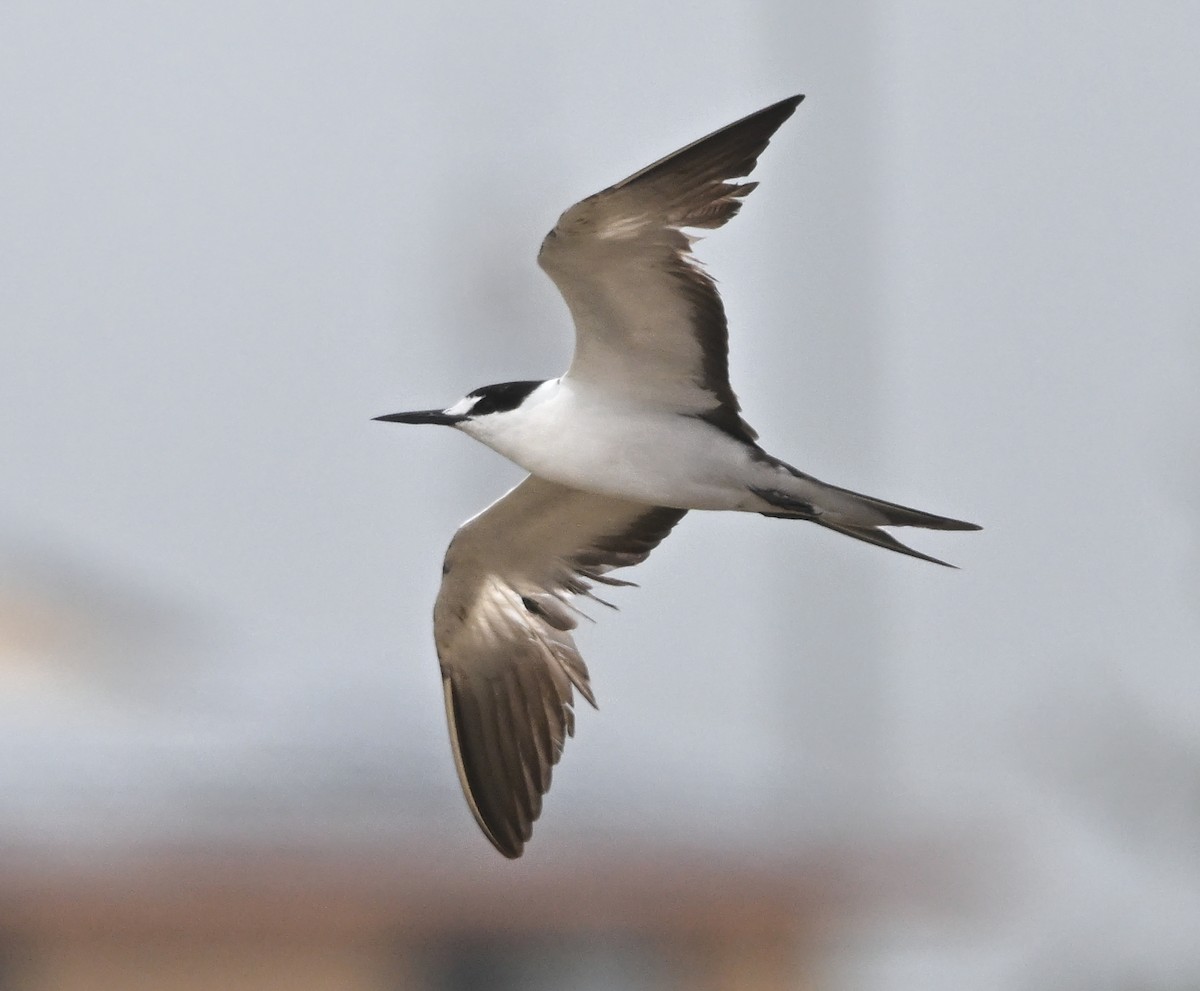 Sooty Tern - ML643975932