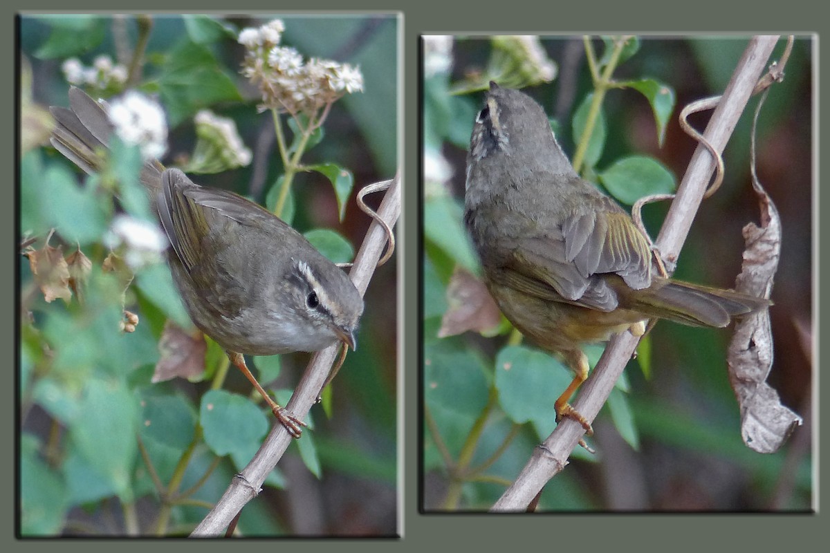 Radde's Warbler - ML643975933