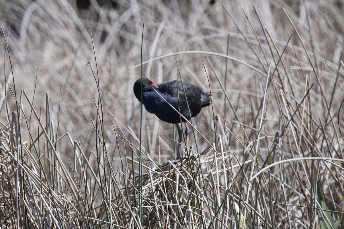 Australasian Swamphen - ML643975935