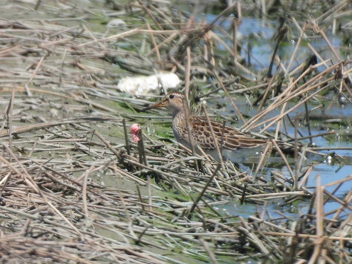 Pectoral Sandpiper - ML643975936