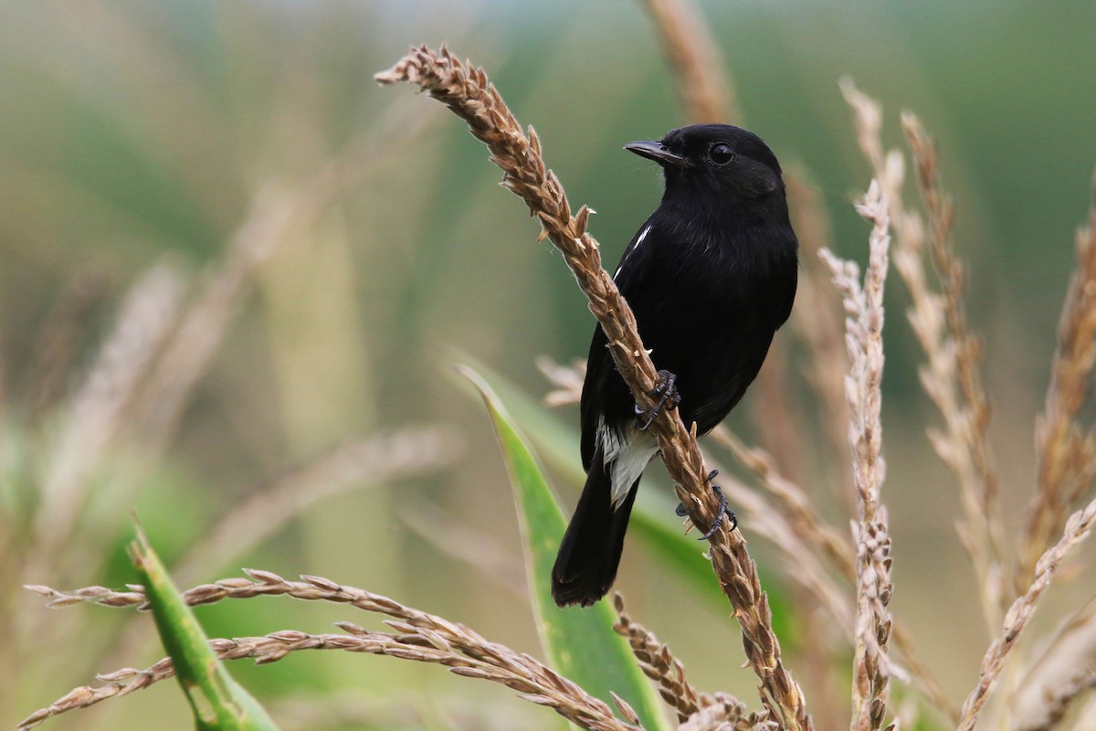 Pied Bushchat - ML643975937