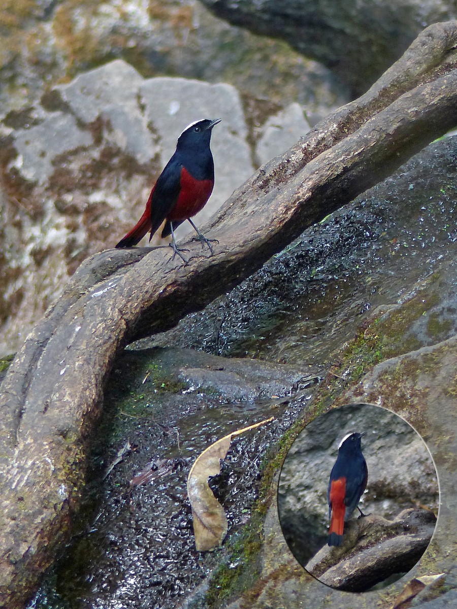 White-capped Redstart - ML643975938