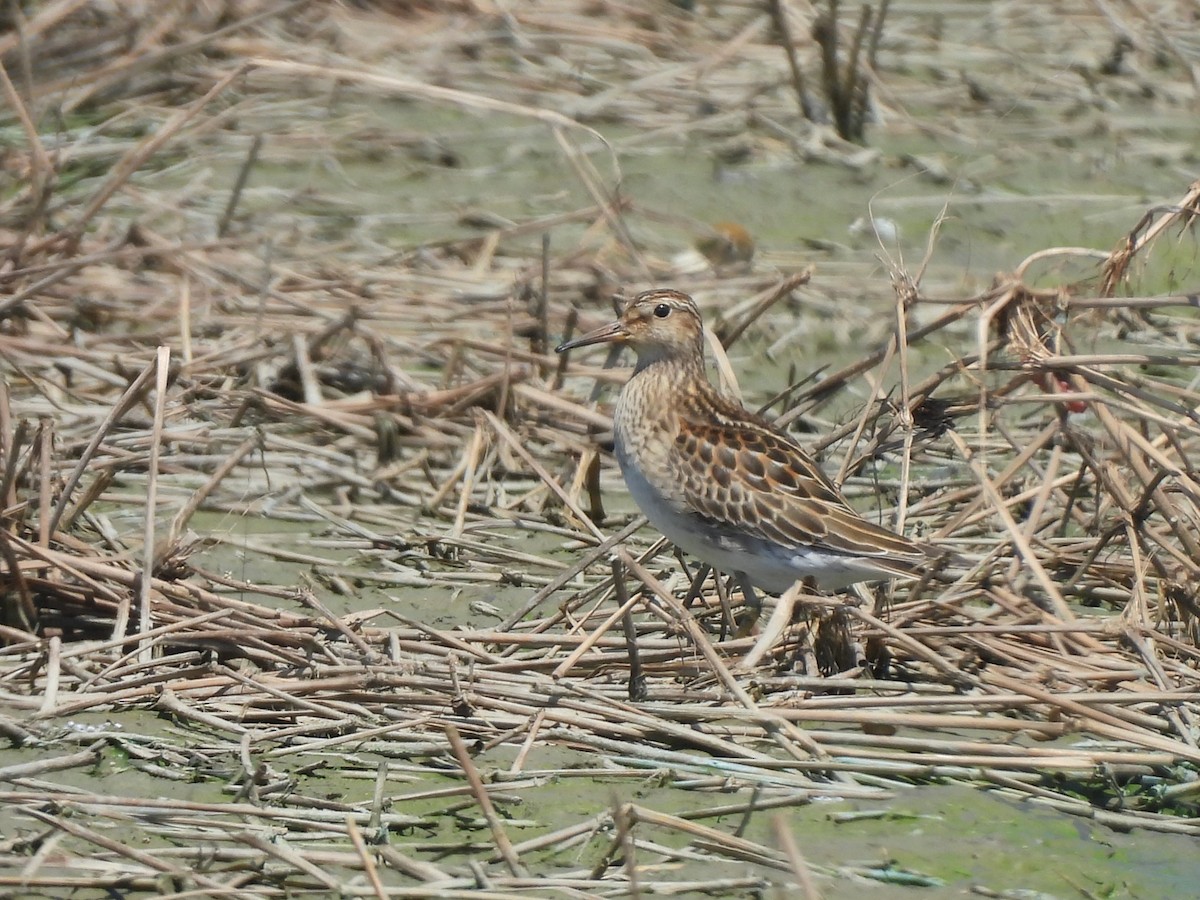 Pectoral Sandpiper - ML643975939