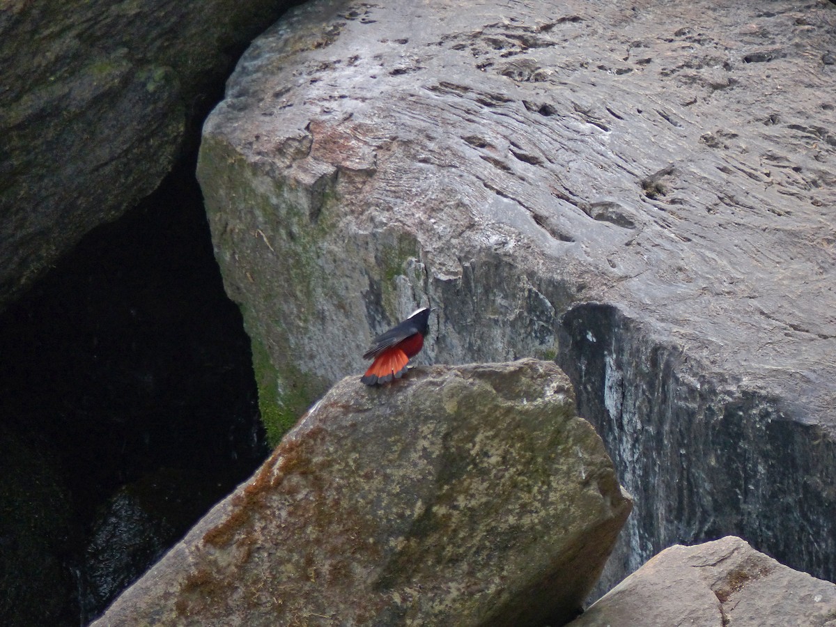 White-capped Redstart - ML643975943