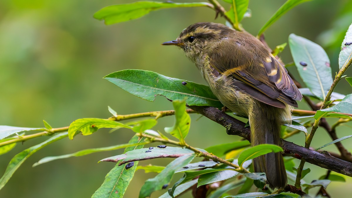 Buff-barred Warbler - ML643975946