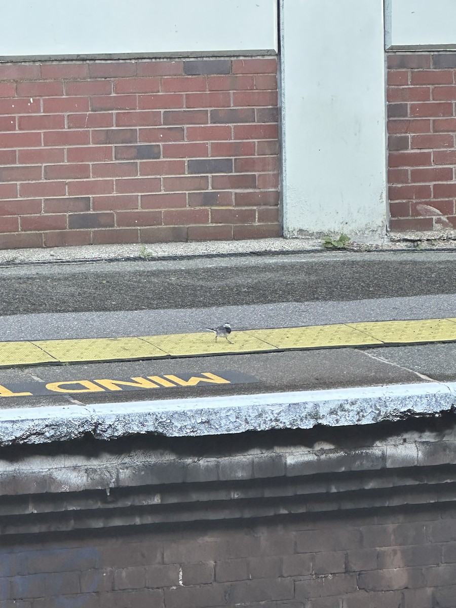 White Wagtail - ML643975953