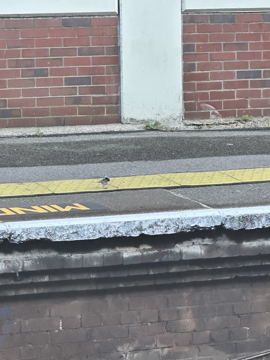 White Wagtail - ML643975954