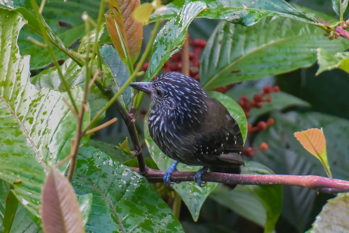Black-hooded Antshrike - ML643975959