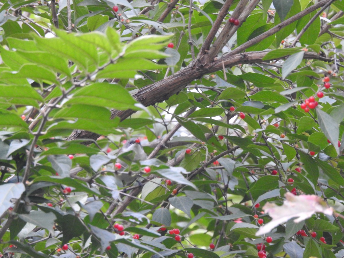Lesser Whitethroat - ML643975966