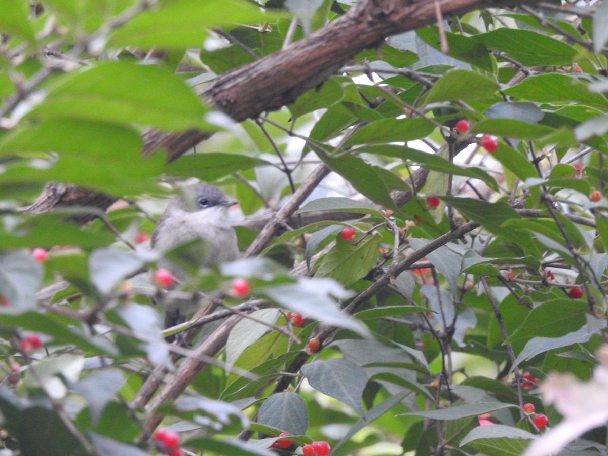 Lesser Whitethroat - ML643976014