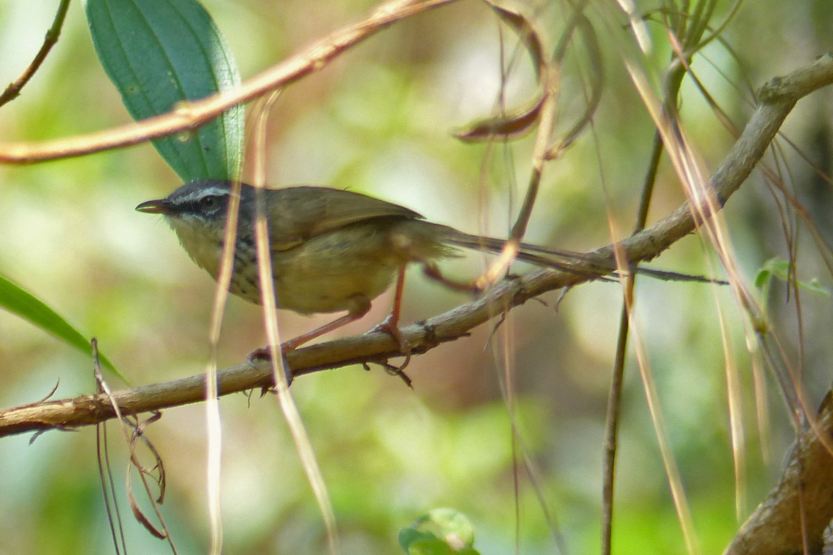 Prinia à sourcils - ML643976028