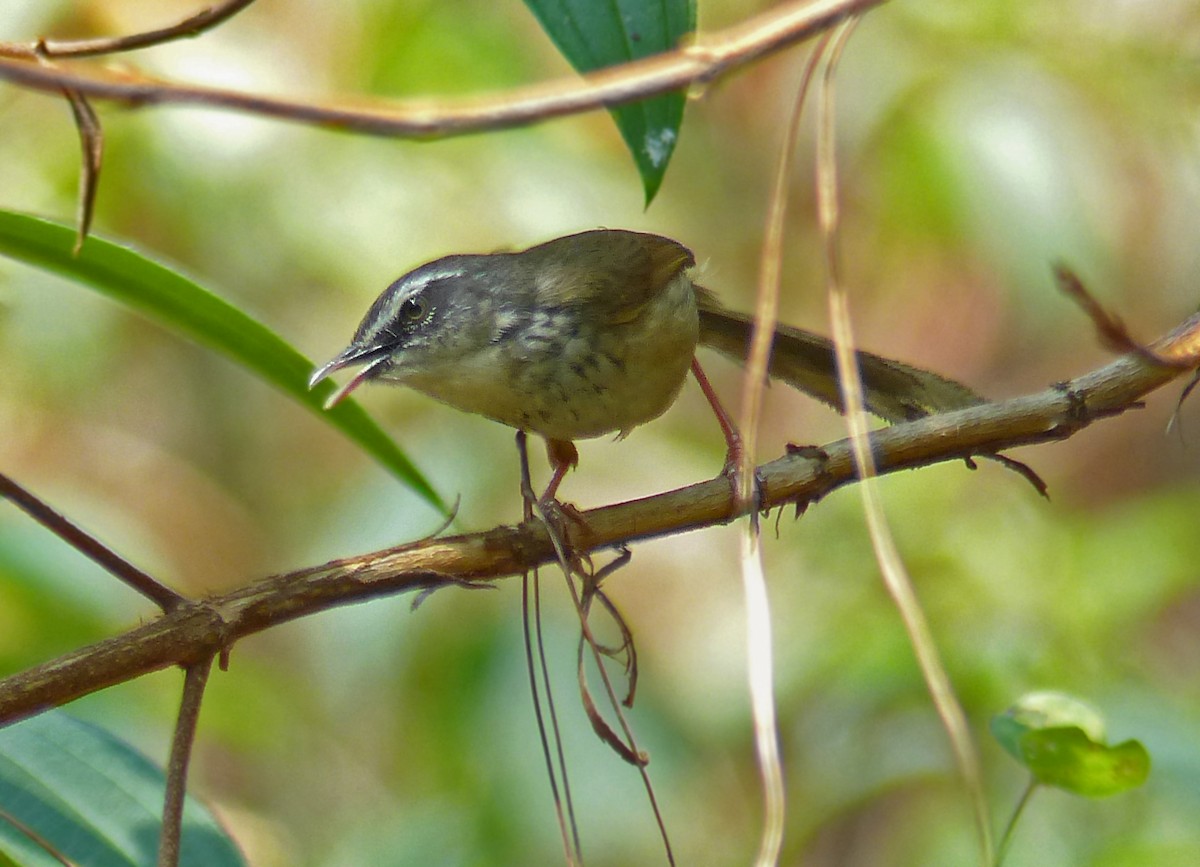 Prinia à sourcils - ML643976033