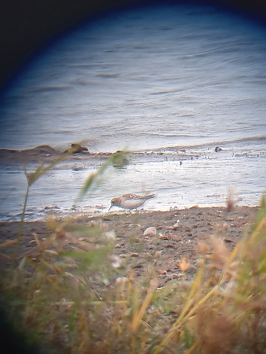 Baird's Sandpiper - ML643976062