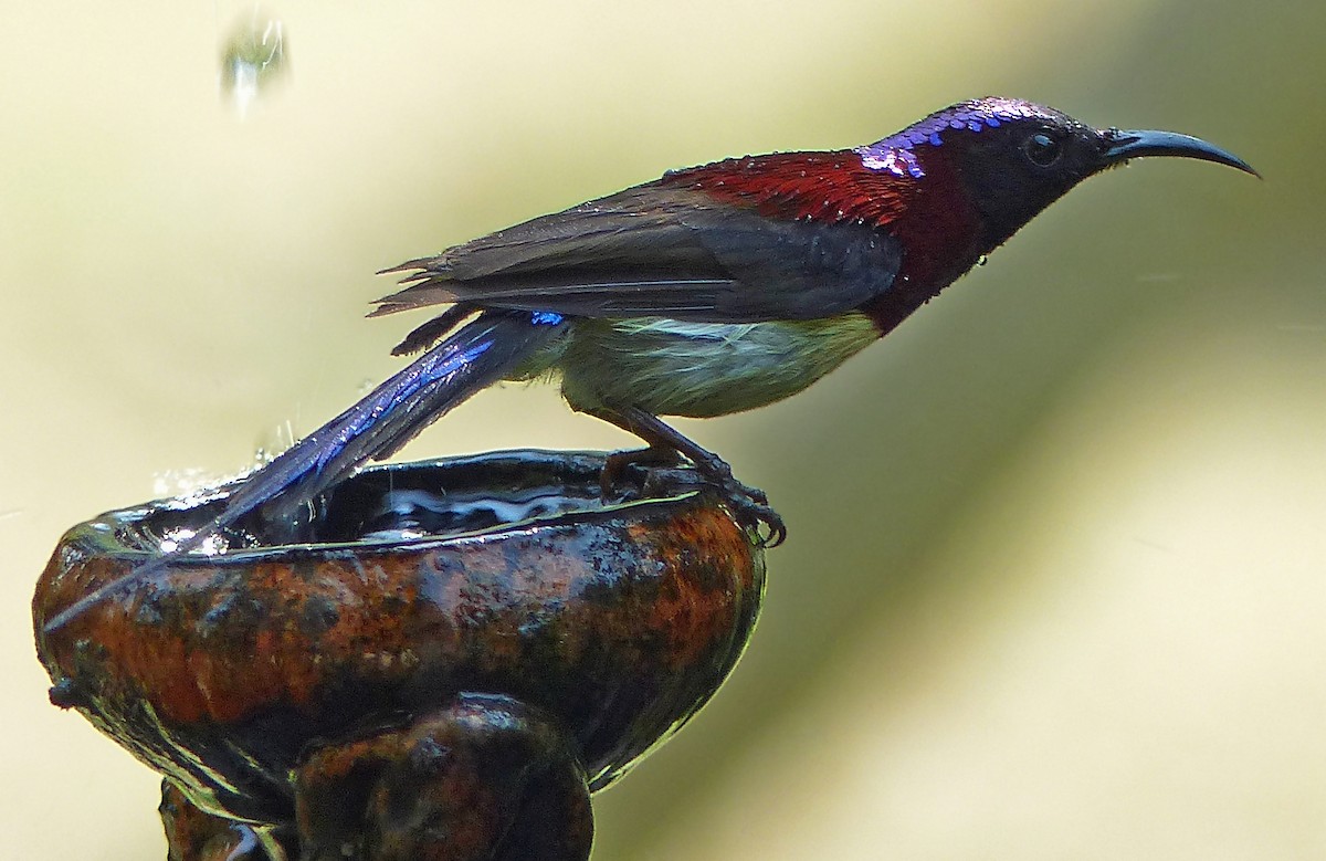 Kara Gerdanlı Nektarkuşu - ML643976070