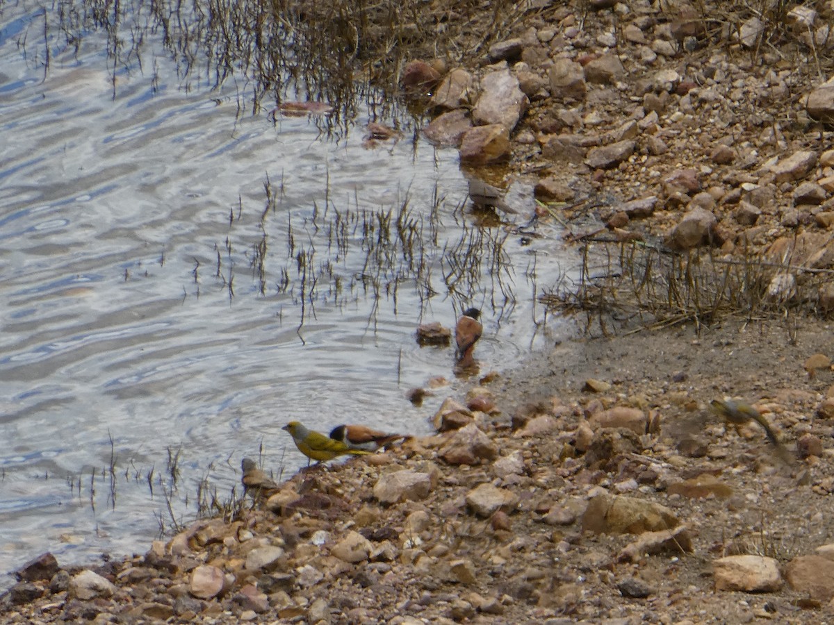 Black-headed Canary (Black-headed) - ML643976072