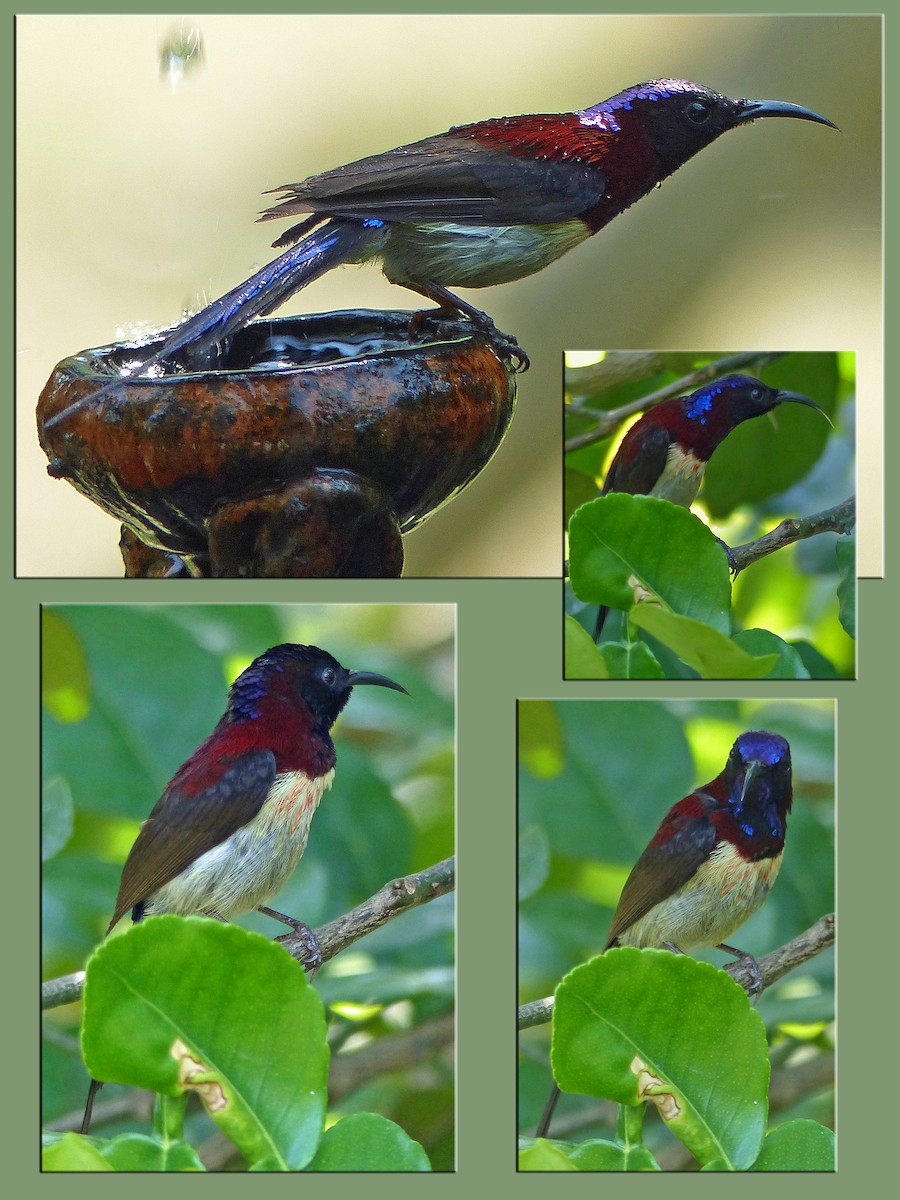 Kara Gerdanlı Nektarkuşu - ML643976074