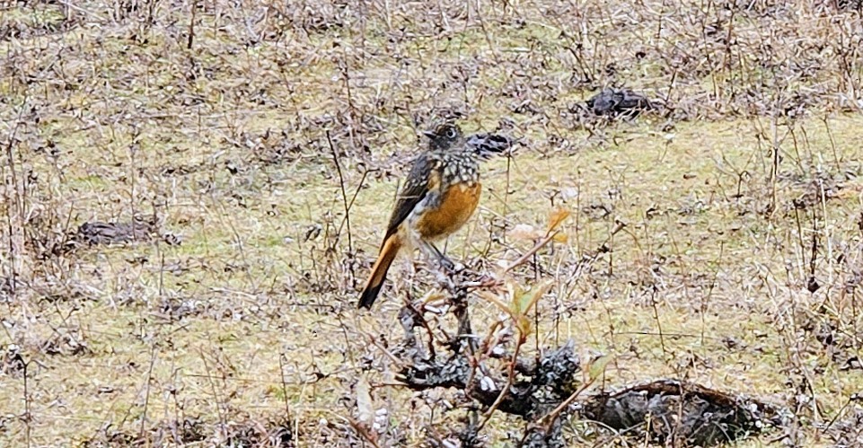 Blue-fronted Redstart - ML643976081