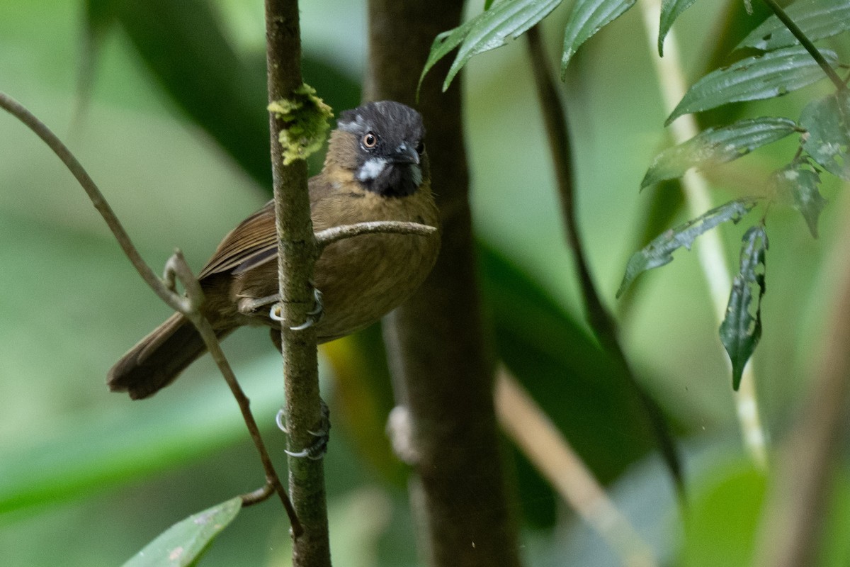 Gray-throated Babbler - ML643976087