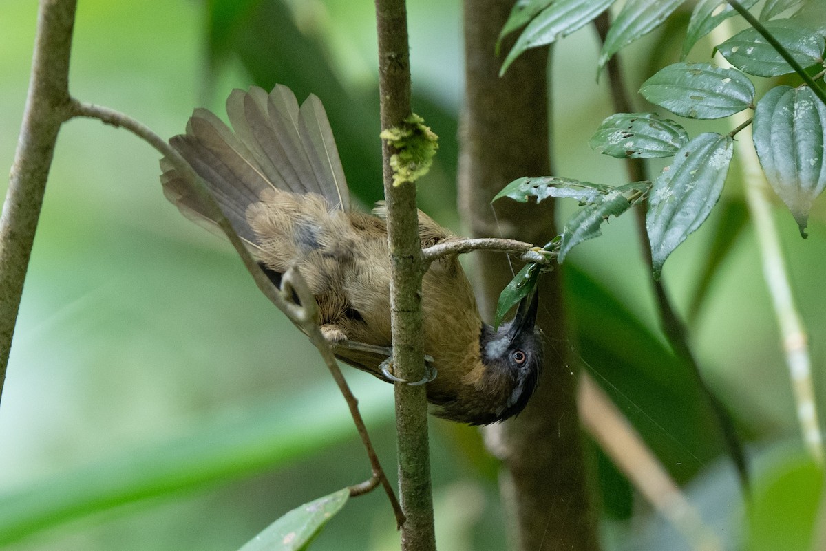 Gray-throated Babbler - ML643976088