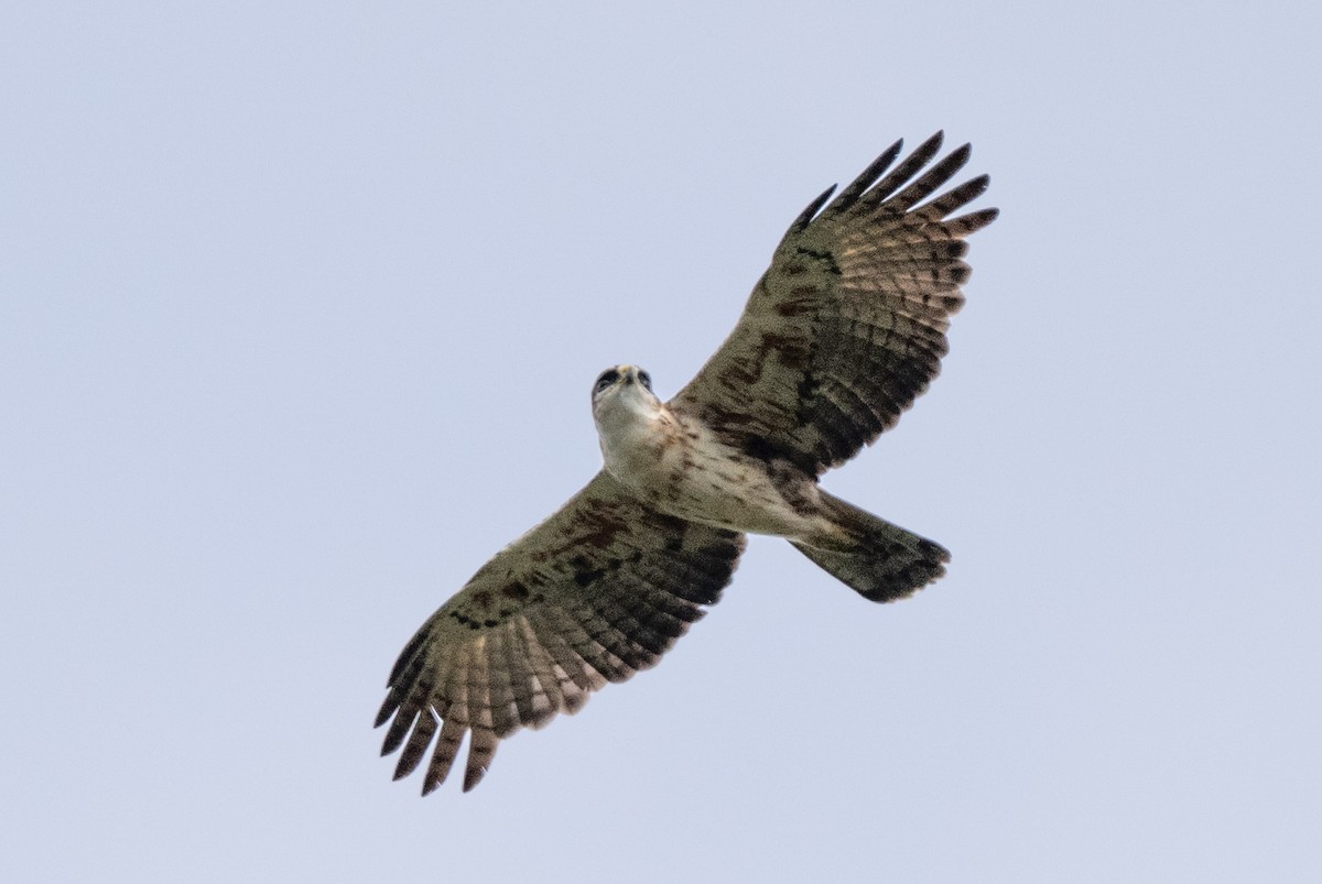 Aigle à ventre roux - ML643976099