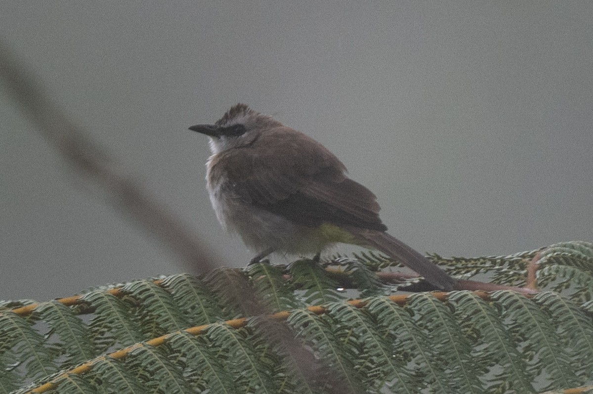 Yellow-vented Bulbul - ML643976157