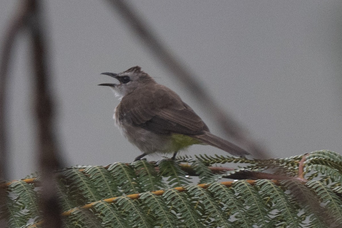 Yellow-vented Bulbul - ML643976158