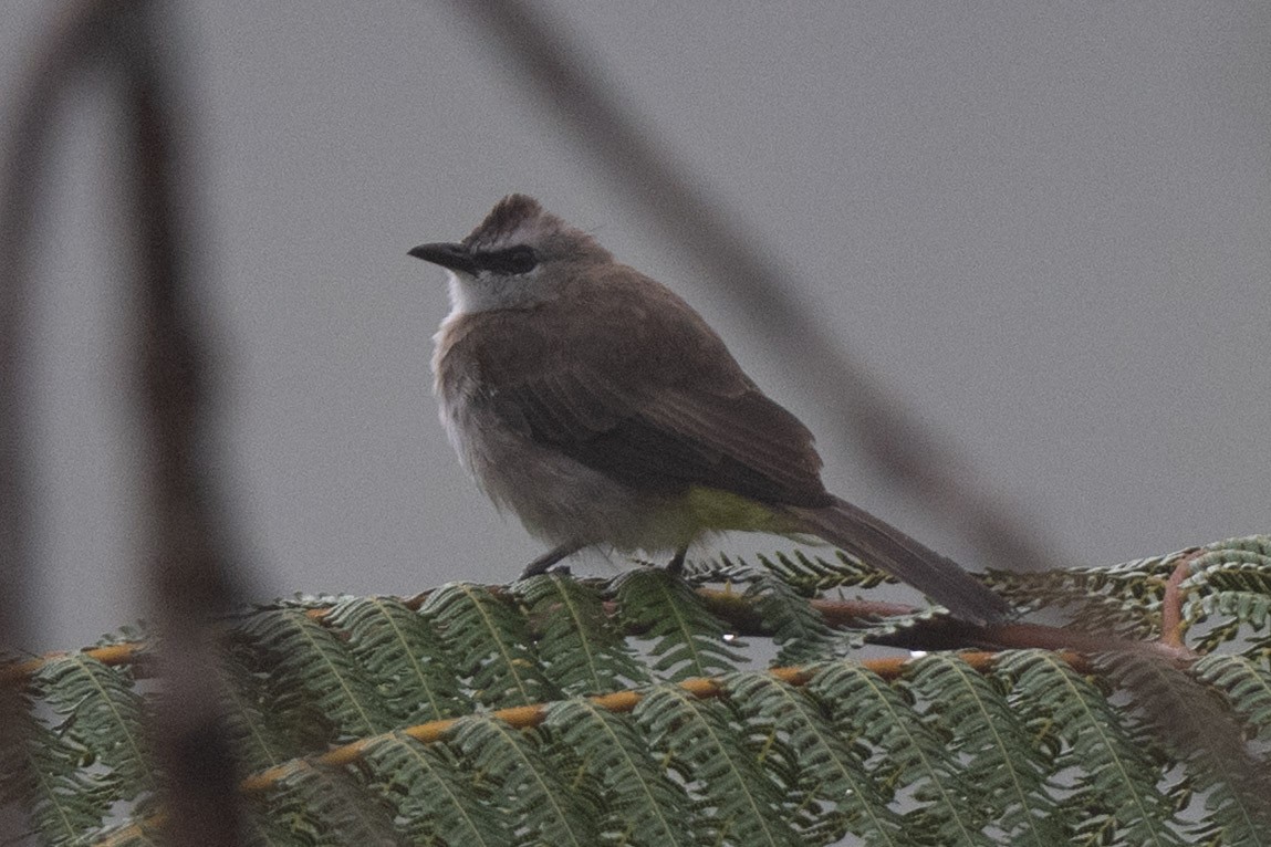 Yellow-vented Bulbul - ML643976159