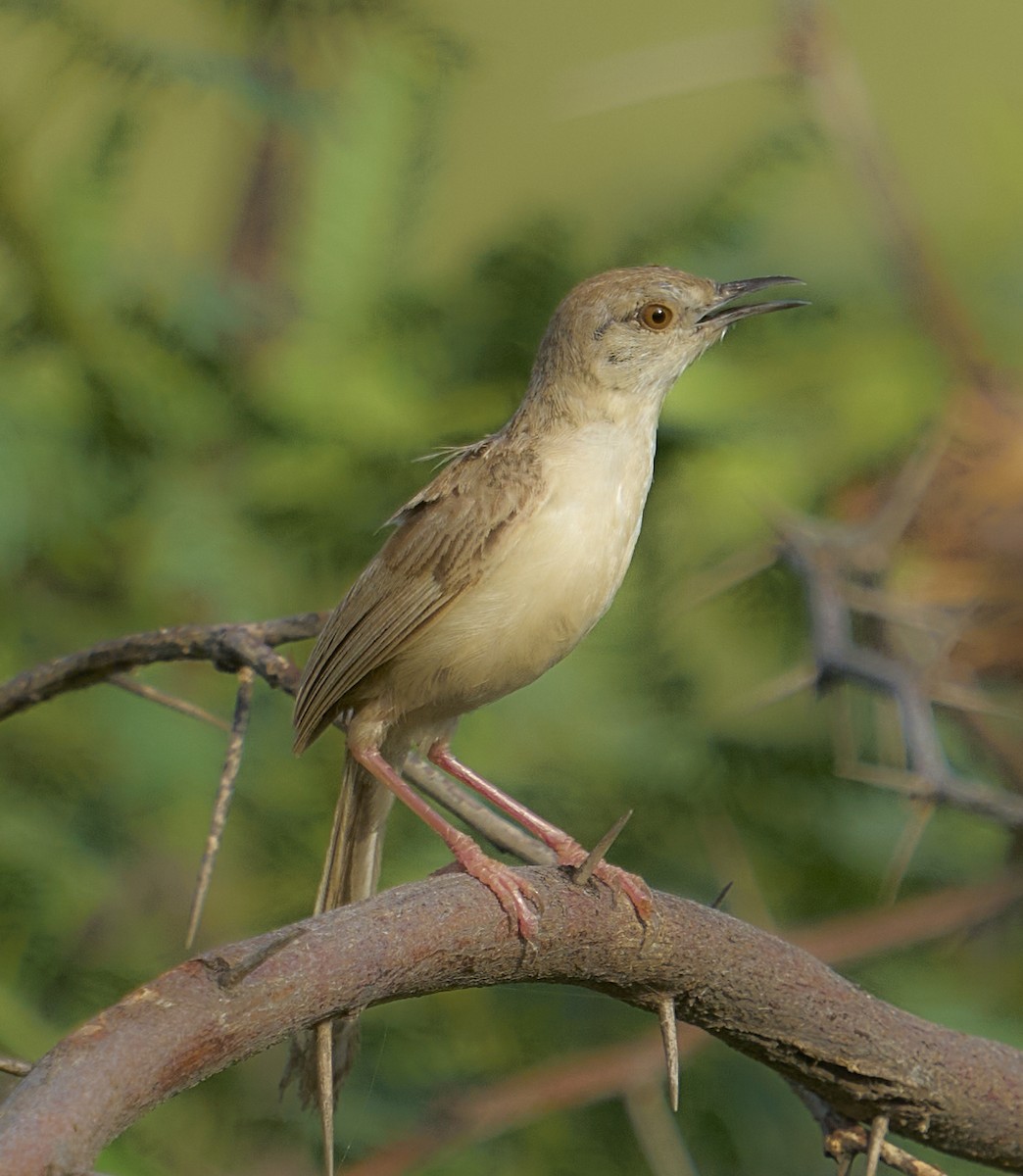 Delicate Prinia - ML643976163