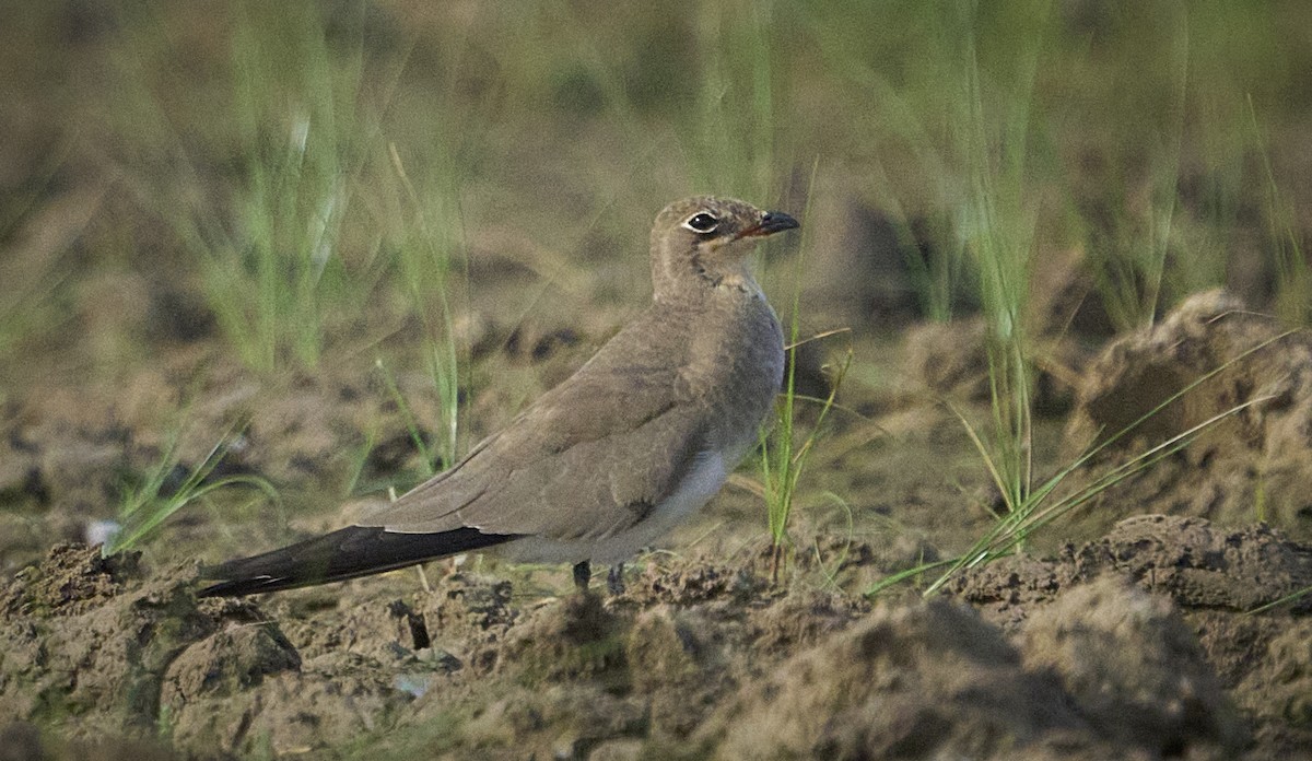 eBird Checklist - 28 Sep 2025 - Banni Grasslands--Lodai - 20 species