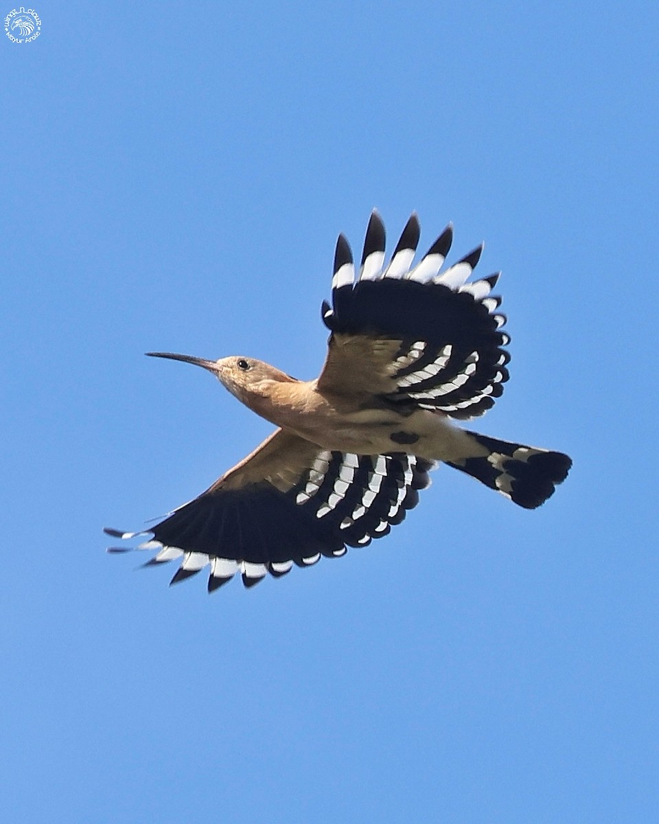 Eurasian Hoopoe - ML643976179