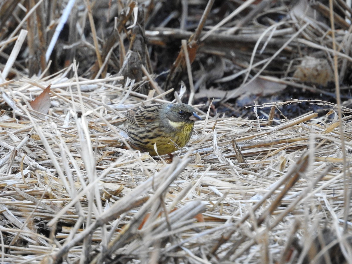 Masked Bunting - ML643976180