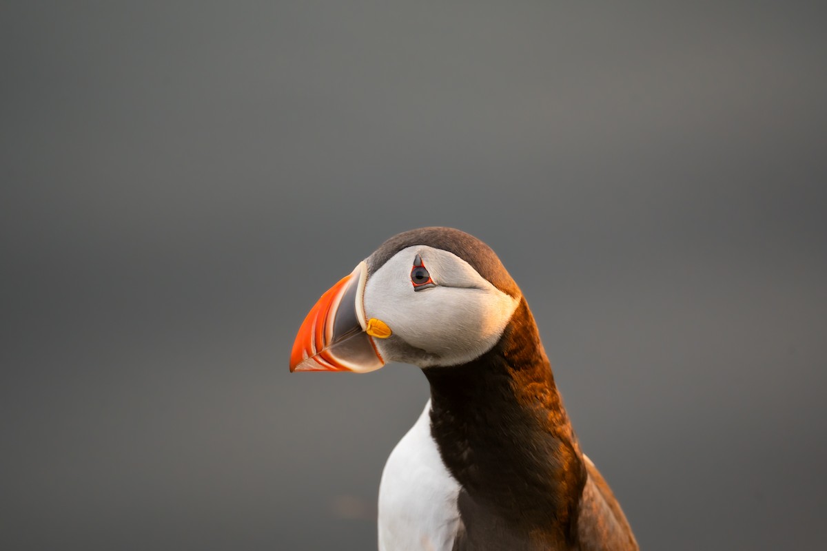 Atlantic Puffin - ML643976198