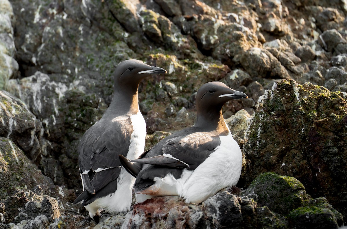 Толстоклювая кайра - ML643976205