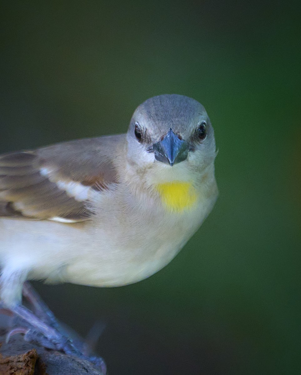 Yellow-throated Sparrow - ML643976220
