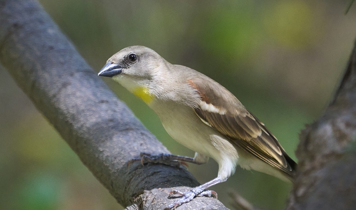 Yellow-throated Sparrow - ML643976221