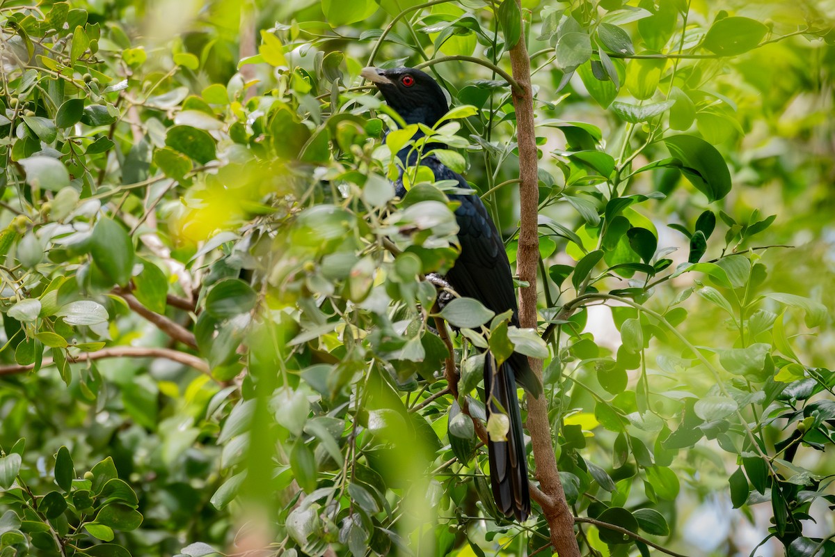 Coucou bleuté (cyanocephalus/subcyanocephalus) - ML643976222