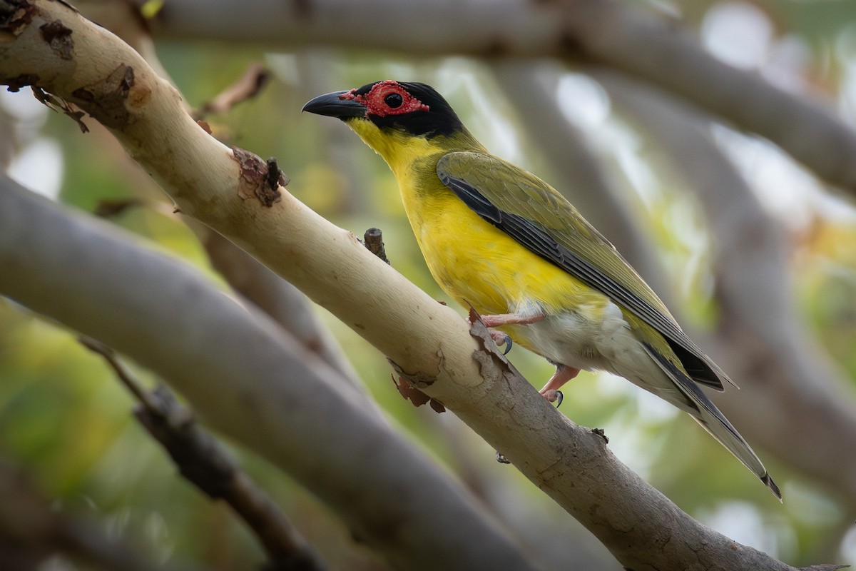 Australasian Figbird - ML643976227